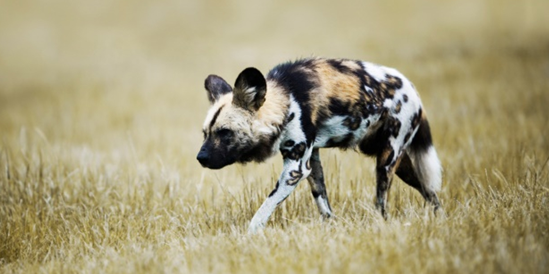 Traveller 24 - #ShockWildlifeTruths: Less than 450 African Wild Dogs left in SA