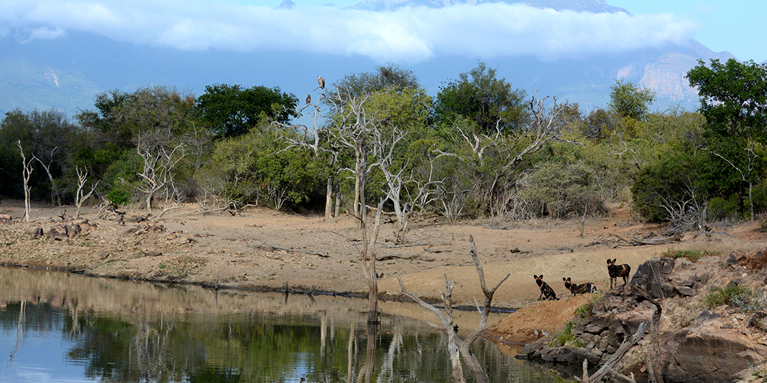 Endangered Wildlife Trust - Wild Dog Update for the Kruger National Park and Surrounding Areas
